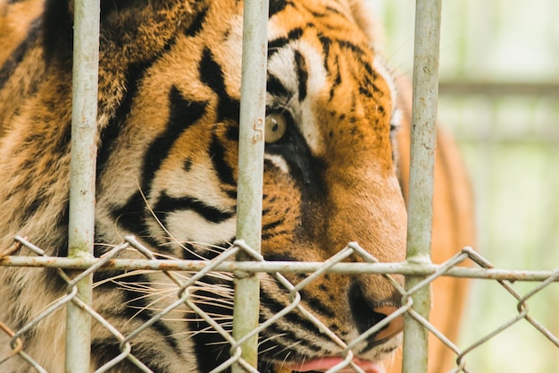 Tigre de Bengala en una jaula de hierroxAxA