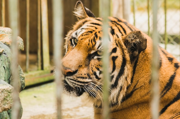 Tigre de Bengala en una jaula de hierroxAxA