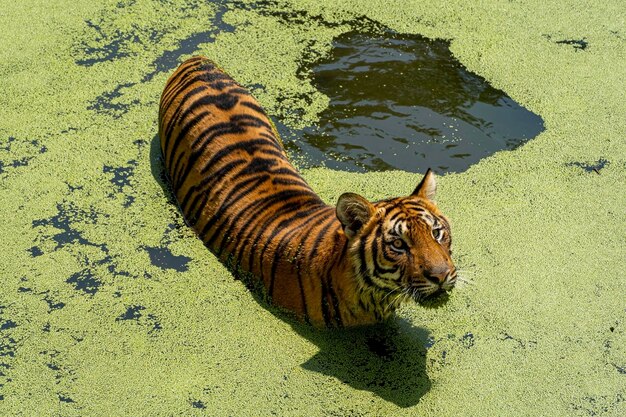 Tigre de bengala panthera tigris tigris nadando para refrescarse hermoso gran felino mexico