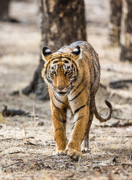 Tigre de Bengala en el Parque Nacional Ranthambore. India.