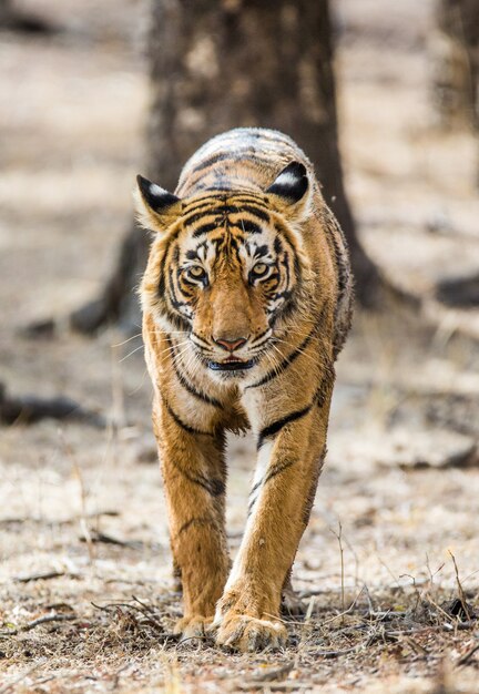 Tigre de Bengala en el Parque Nacional Ranthambore. India.