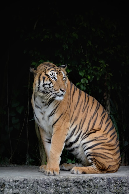 Tigre de Bengala de primer plano y fondo negro