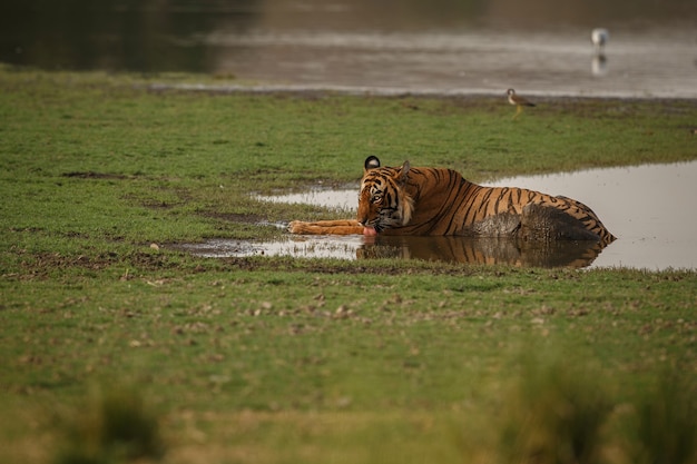 Tigre de Bengala real salvaje en el hábitat natural del Parque Nacional Ranthambhore