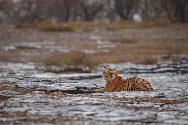 Tigre de Bengala real salvaje en el hábitat natural del Parque Nacional Ranthambhore