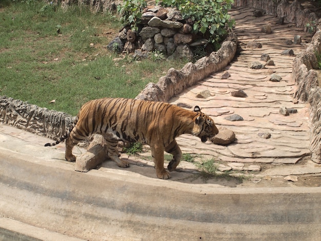 Tigre de bengala real