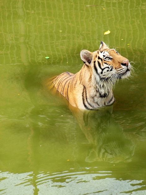 Tigre de bengala real