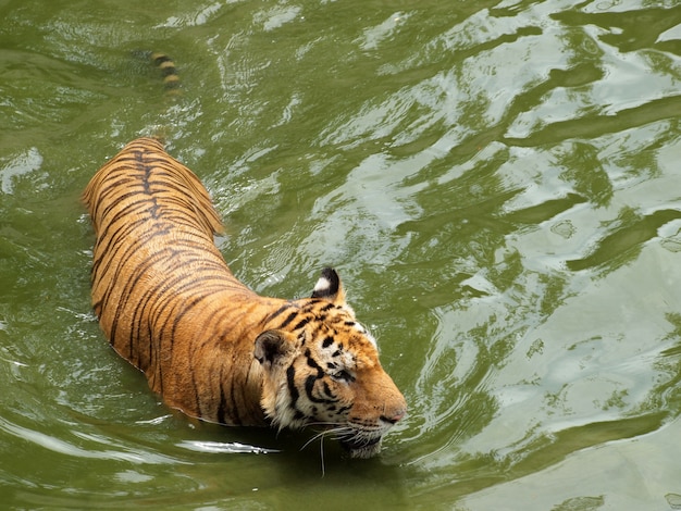 Tigre de bengala real