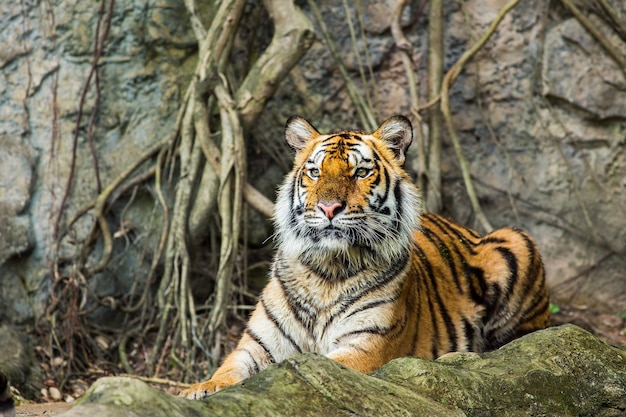 Tigre de Bengala en Tailandia