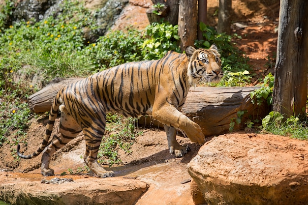 Tigre de Bengala