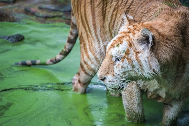 Tigre de Bengala