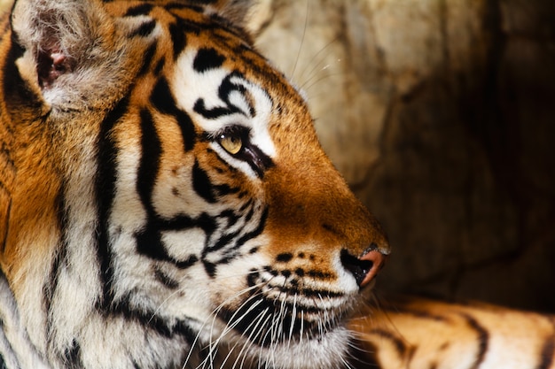 Foto tigre de bengala