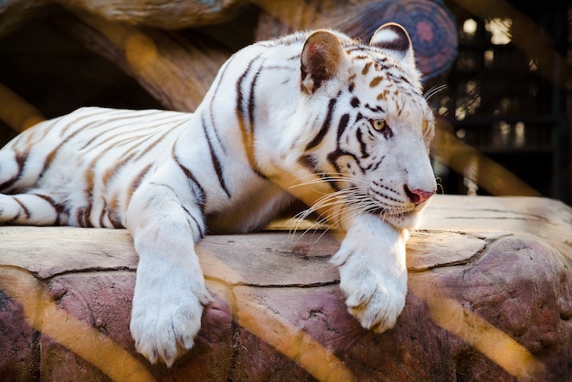 Tigre blanco acostado en las rocas.