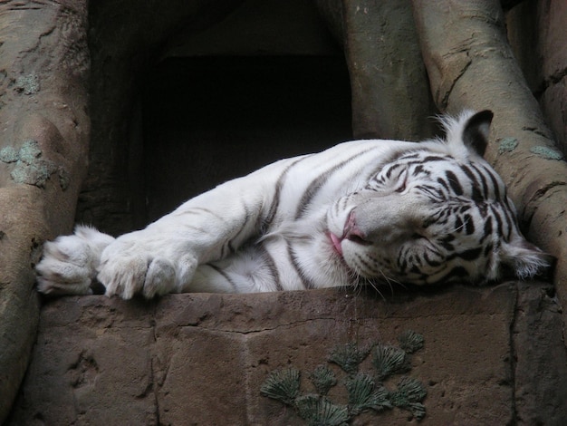 Tigre blanco durmiendo en la piedra.