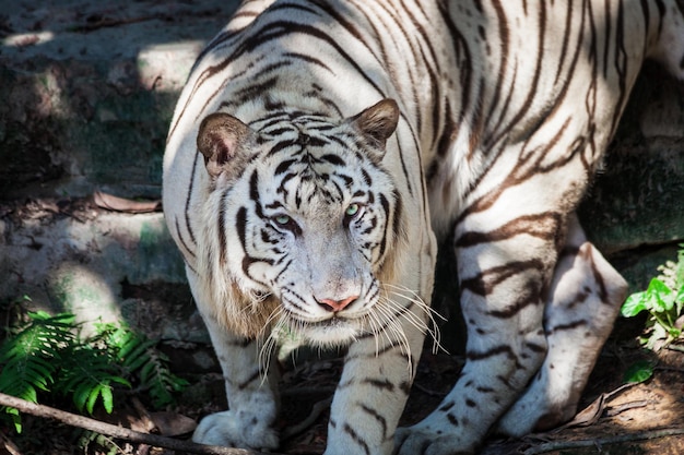 tigre blanco salvaje