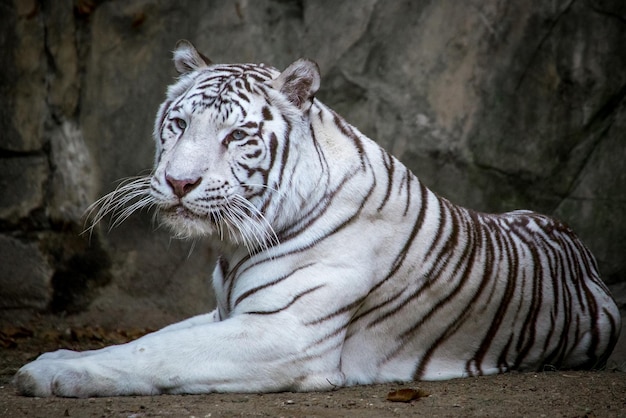 El tigre blanco yace en el suelo cerca de la piedra.