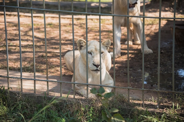 Tigre blanco en el zoológico