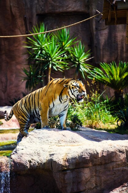 Foto tigre bonito