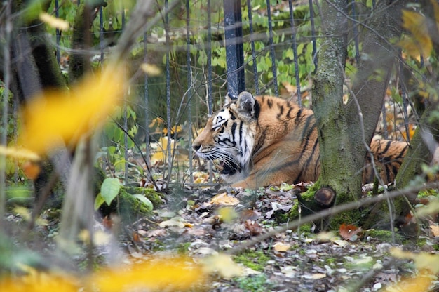 Foto tigre en un bosque