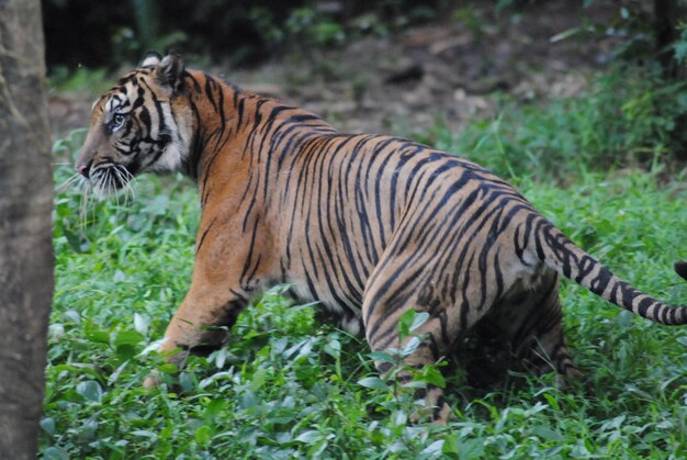 Tigre en un bosque