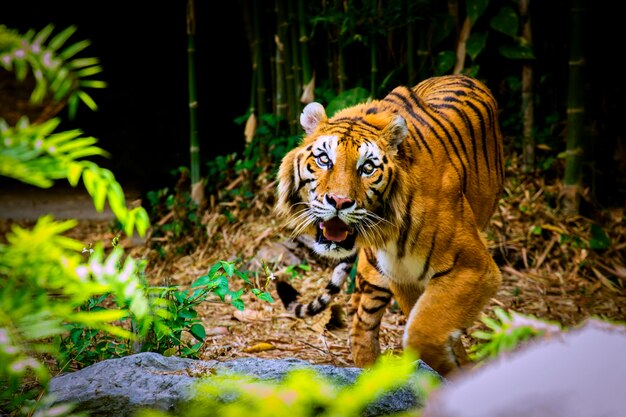 Foto tigre en un bosque