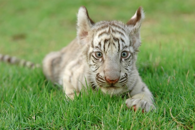 Foto tigre branco bengal branco
