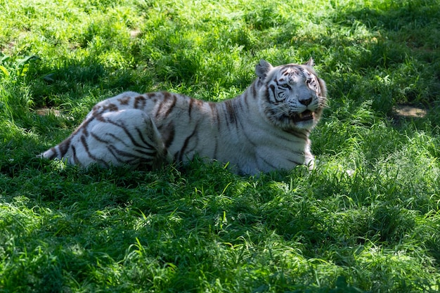 Tigre branco deitado na grama olhando para câmera com pose fofa