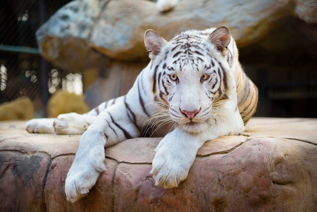 Tigre branco deitado sobre as rochas.