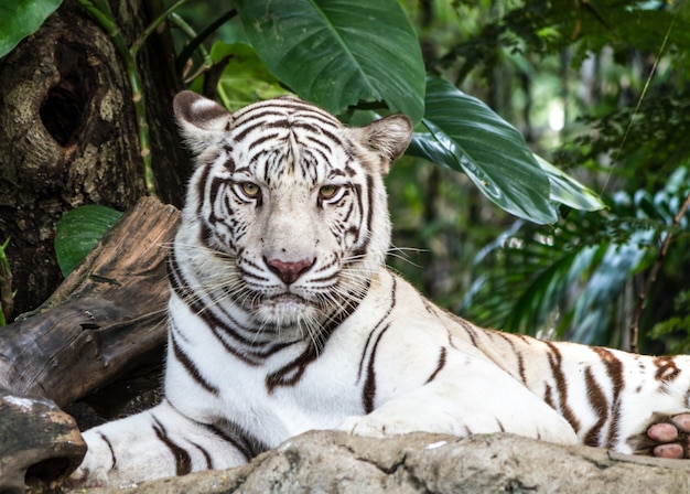 Tigre branco em uma rocha