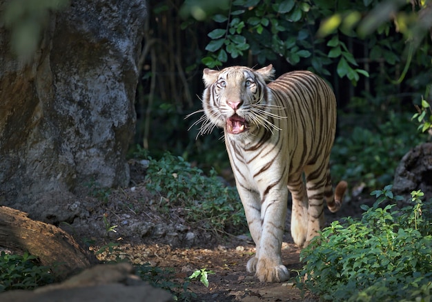 Tigre branco está andando na natureza.