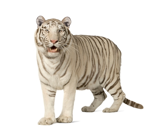 Tigre branco na frente de um branco