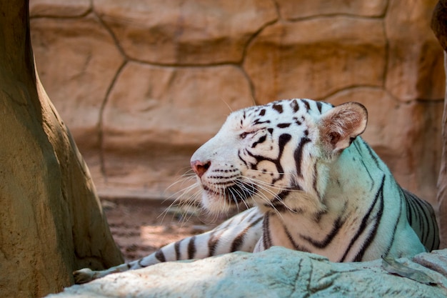 Tigre branco na natureza. animais selvagens.