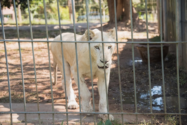 Tigre branco no zoológico