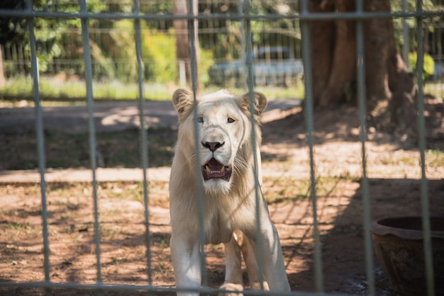 Tigre branco no zoológico