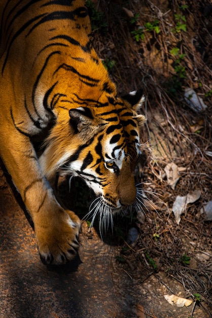 Foto el tigre está caminando con cuidado.