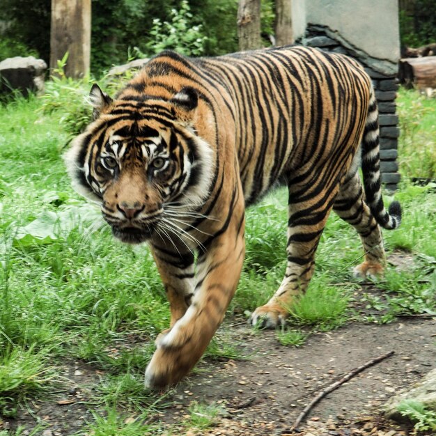 El tigre caminando por la hierba.