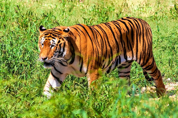 Tigre caminando en la naturaleza