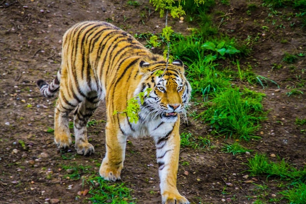 Tigre caminhando na floresta