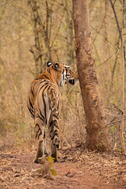 Tigre caminhando na floresta