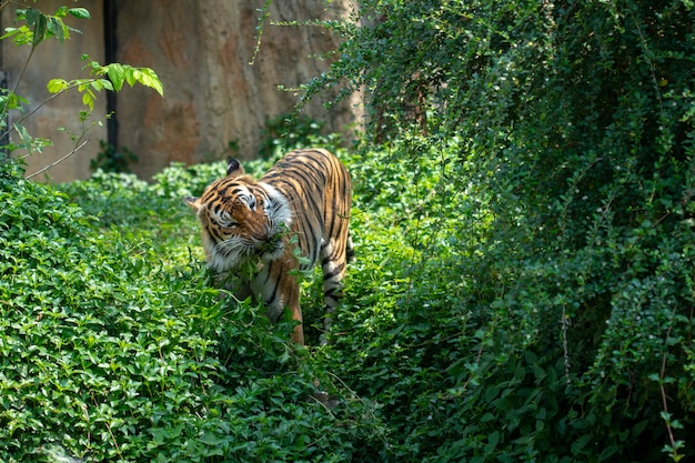 Tigre caminhando na floresta