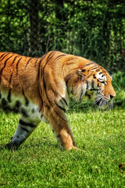 Foto tigre caminhando na grama