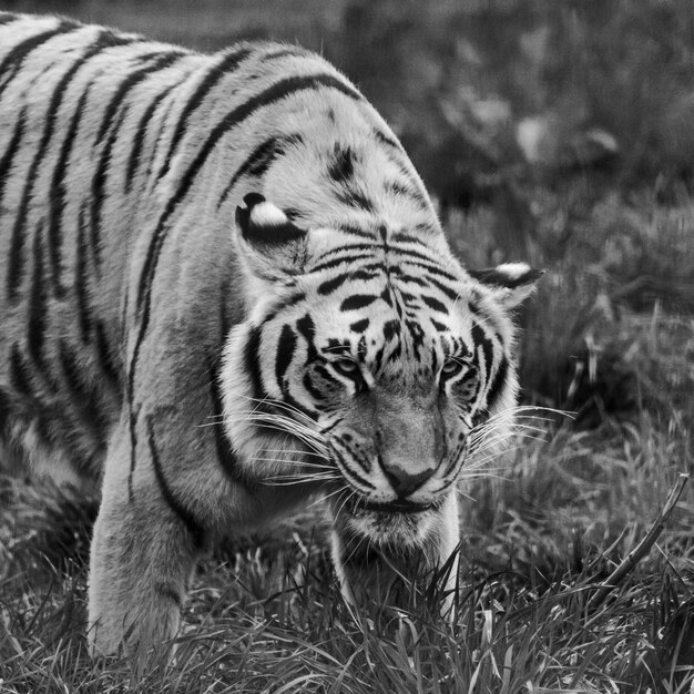 Foto tigre en un campo