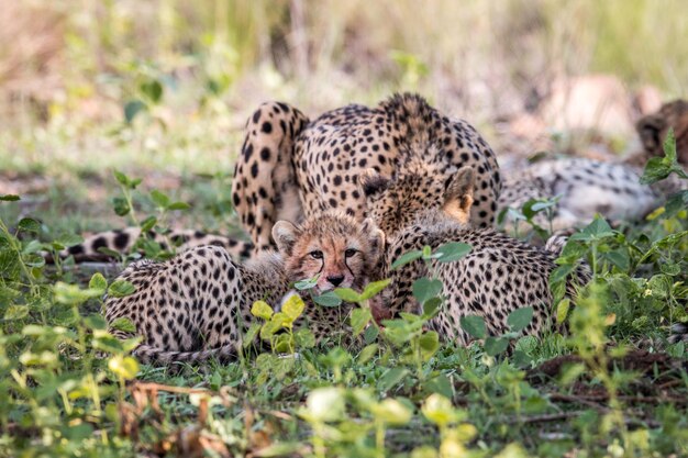 Foto tigre en un campo