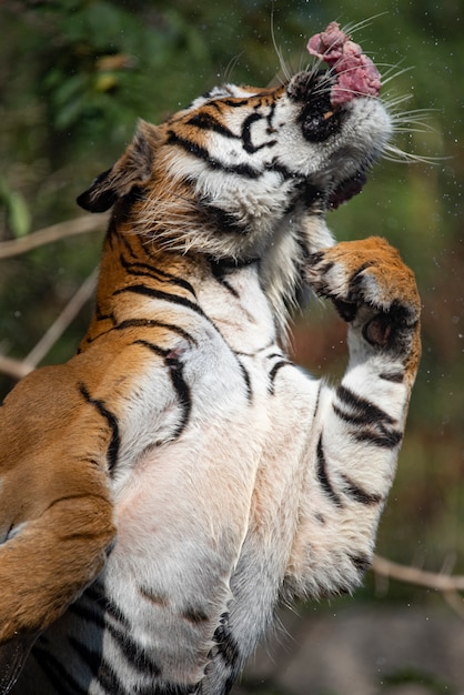 Tigre comendo no zoológico