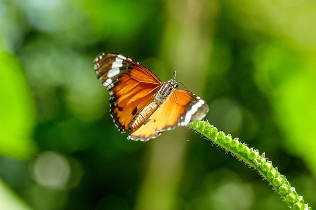 Tigre comum em flores brancas é uma borboleta comum