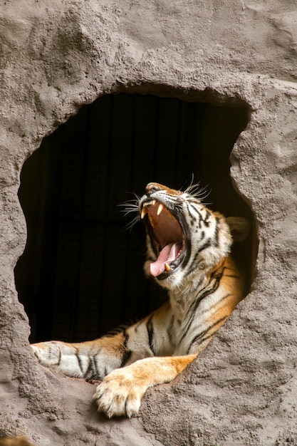 Foto tigre en la cueva