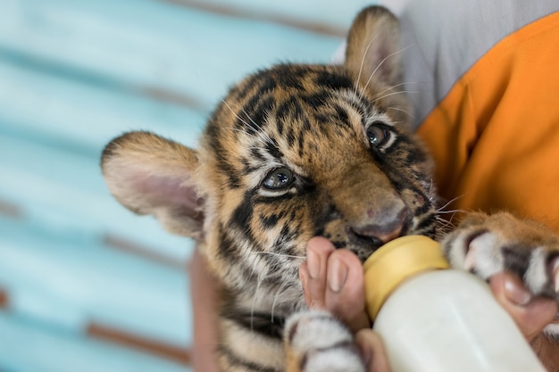 Tigre de bebê de alimentação do homem.