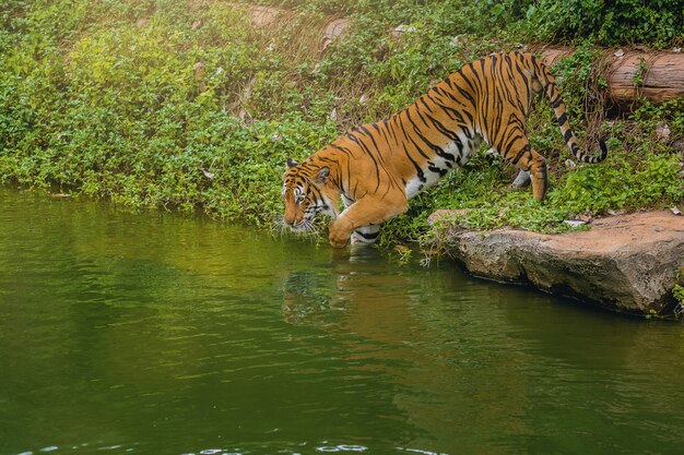 Tigre de bengala andando na água no zoológico.