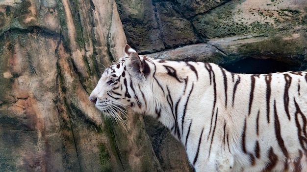 Tigre de bengala branco olhando para a câmera na florestadia