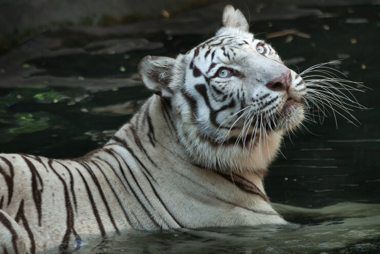 Tigre De Bengala Branco Lentamente Vadeando Em águas Rasas