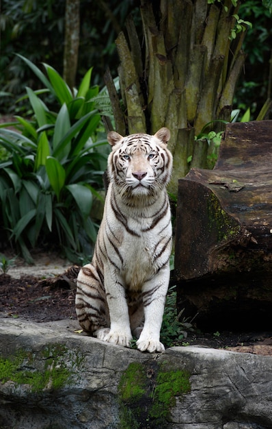 Tigre de Bengala branco sentado